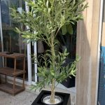 درختچه زیتون