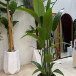 درختچه پرنده بهشتی چرمی