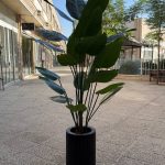 درختچه نیکولای چرمی