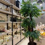 درختچه آمستل 3 تنه با ریشه