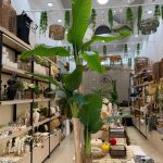 درختچه موز چرمی 3 تنه